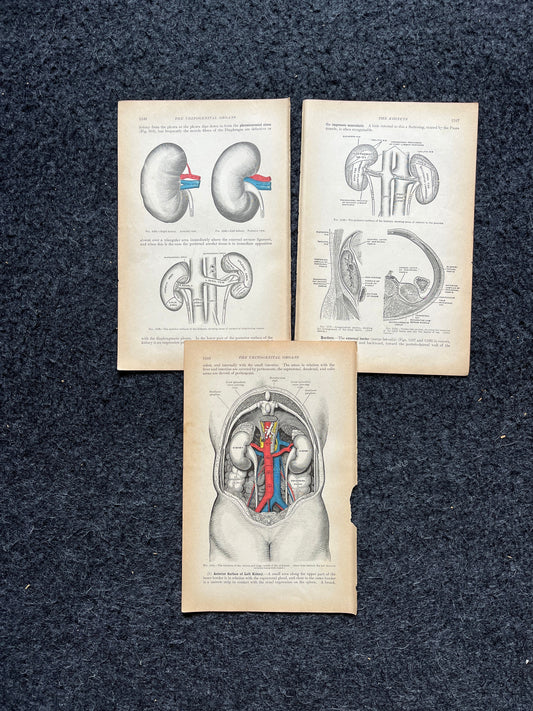 Original 1913 Anatomy Pages of Human Body, Anatomy Physiology Textbook Gifts, Teachers Aid Biology, Heart Brain Lung Art Wall Decoration