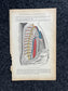 Original 1913 Anatomy Pages of Human Body, Anatomy Physiology Textbook Gifts, Teachers Aid Biology, Heart Brain Lung Art Wall Decoration