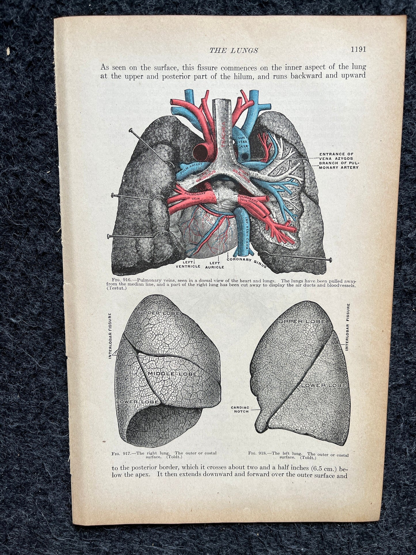 Original 1913 Anatomy Pages of Human Body, Anatomy Physiology Textbook Gifts, Teachers Aid Biology, Heart Brain Lung Art Wall Decoration