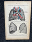 Original 1913 Anatomy Pages of Human Body, Anatomy Physiology Textbook Gifts, Teachers Aid Biology, Heart Brain Lung Art Wall Decoration