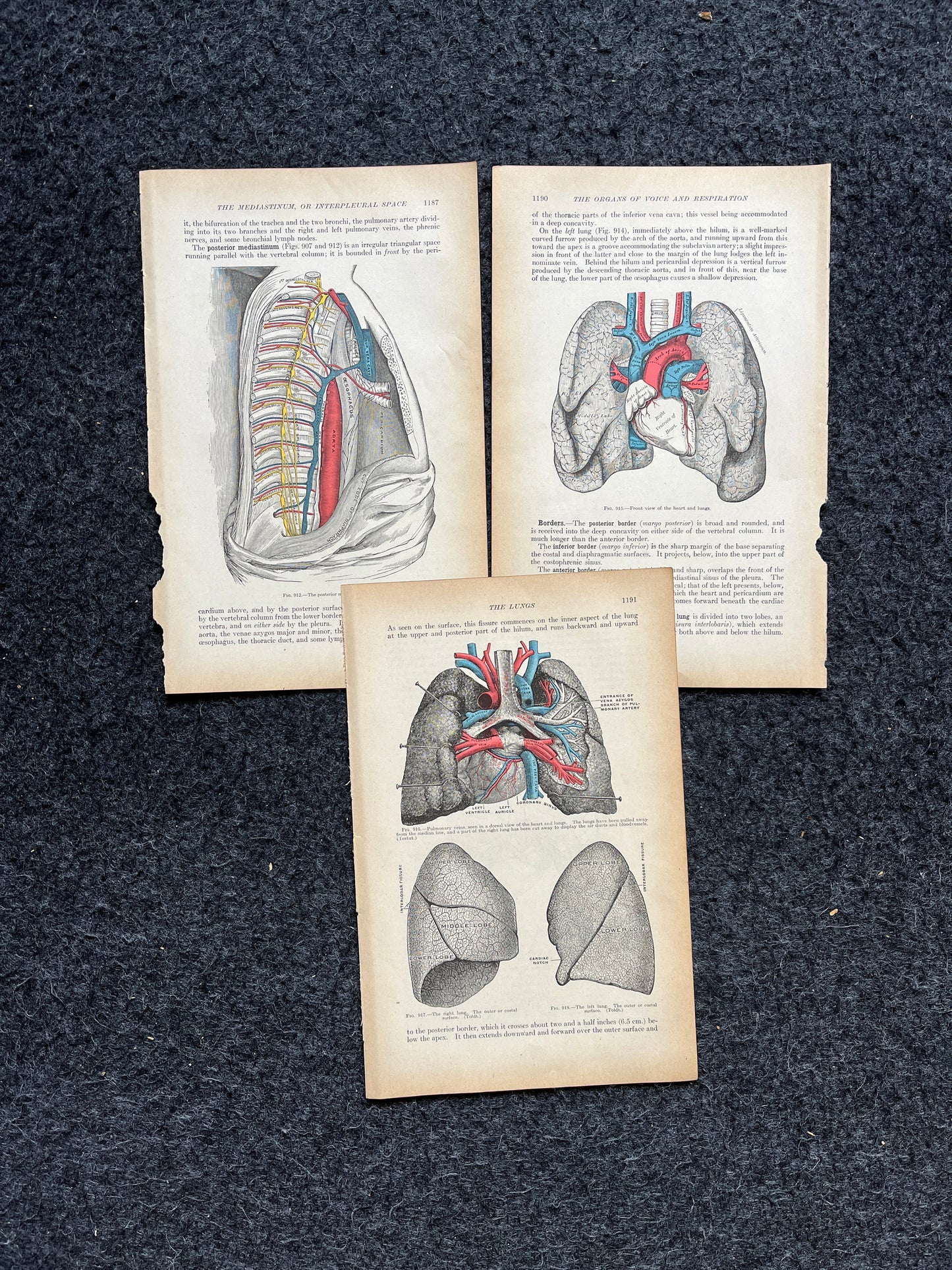 Original 1913 Anatomy Pages of Human Body, Anatomy Physiology Textbook Gifts, Teachers Aid Biology, Heart Brain Lung Art Wall Decoration