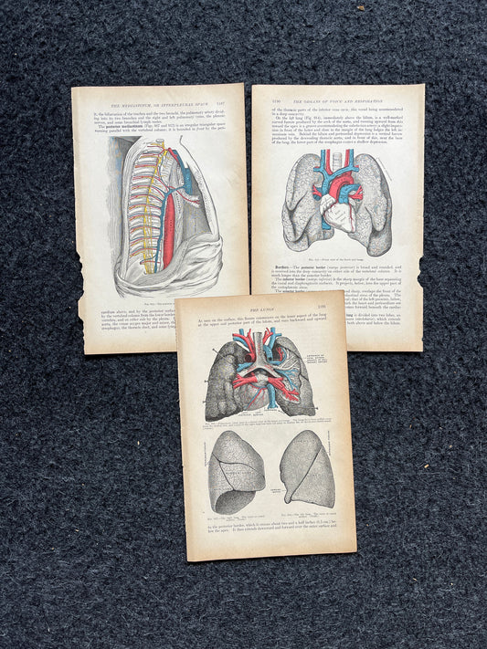Original 1913 Anatomy Pages of Human Body, Anatomy Physiology Textbook Gifts, Teachers Aid Biology, Heart Brain Lung Art Wall Decoration