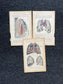 Original 1913 Anatomy Pages of Human Body, Anatomy Physiology Textbook Gifts, Teachers Aid Biology, Heart Brain Lung Art Wall Decoration