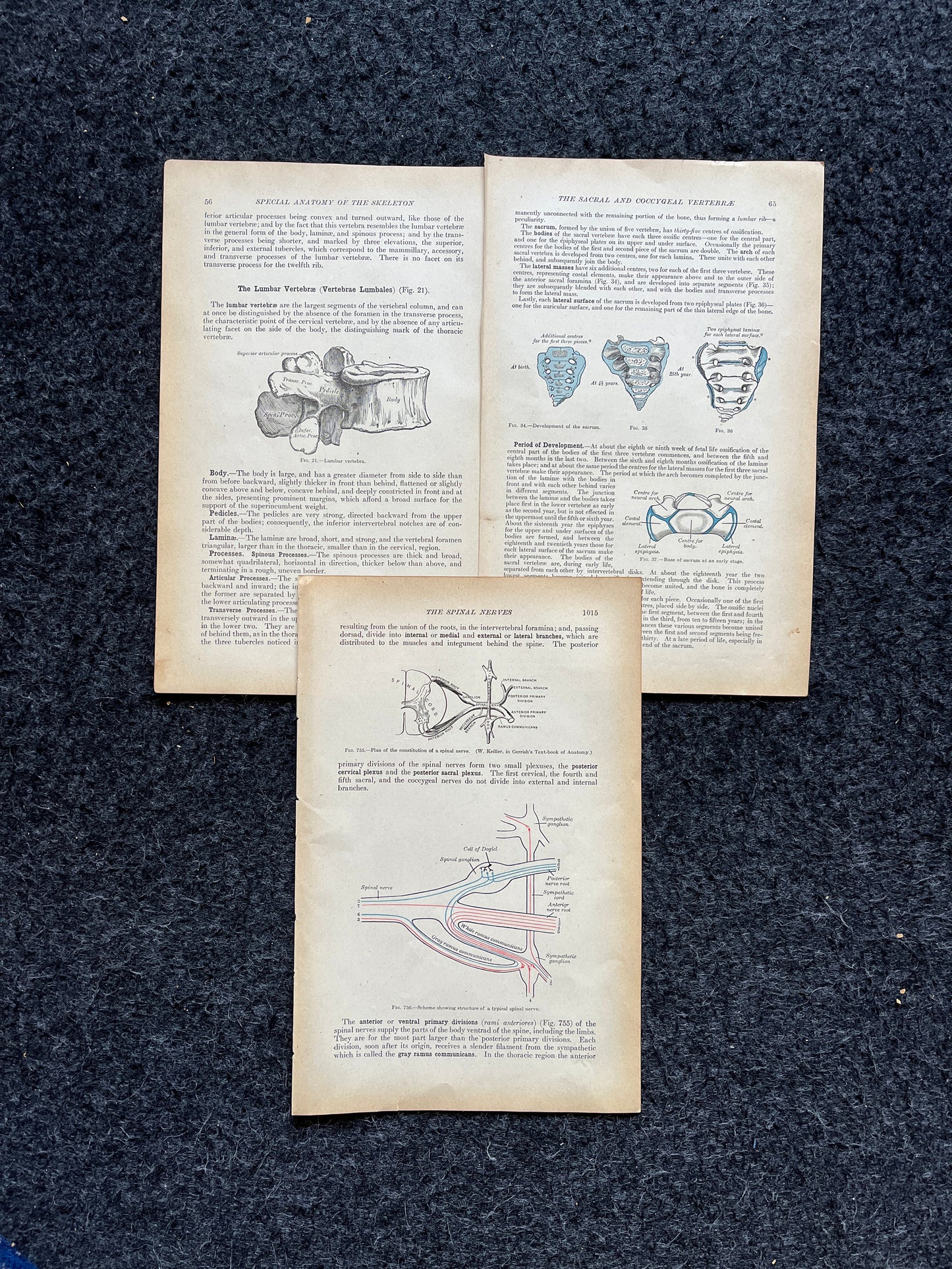 Original 1913 Anatomy Pages of Human Body, Anatomy Physiology Textbook Gifts, Teachers Aid Biology, Heart Brain Lung Art Wall Decoration