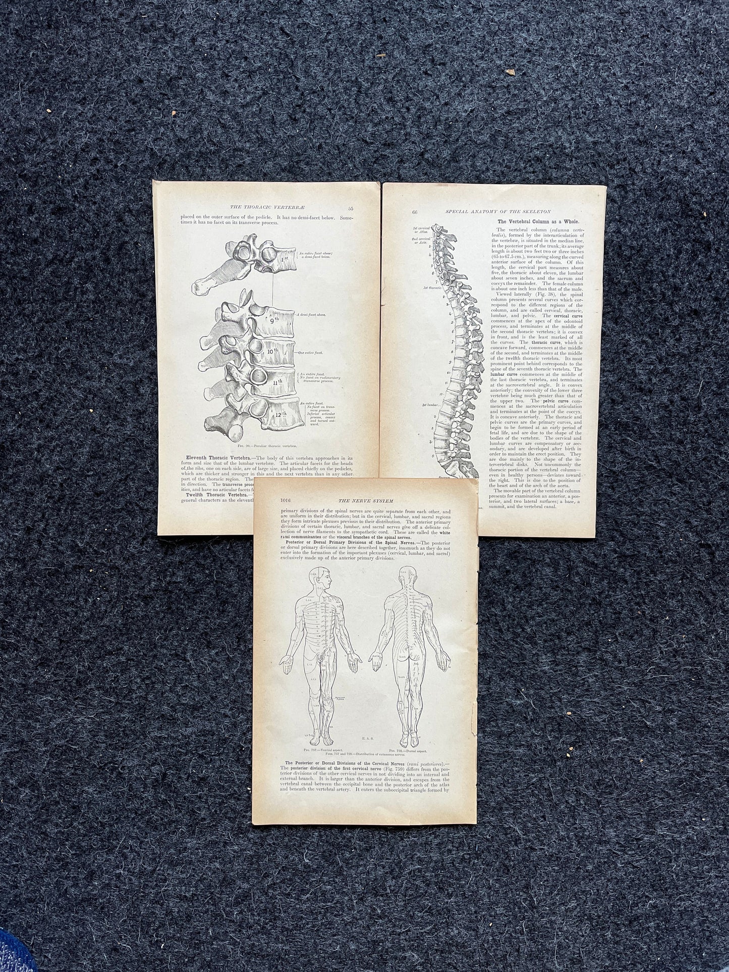 Original 1913 Anatomy Pages of Human Body, Anatomy Physiology Textbook Gifts, Teachers Aid Biology, Heart Brain Lung Art Wall Decoration
