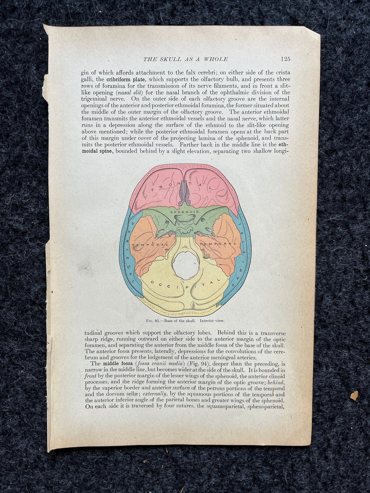 Original 1913 Anatomy Pages of Human Body, Anatomy Physiology Textbook Gifts, Teachers Aid Biology, Heart Brain Lung Art Wall Decoration