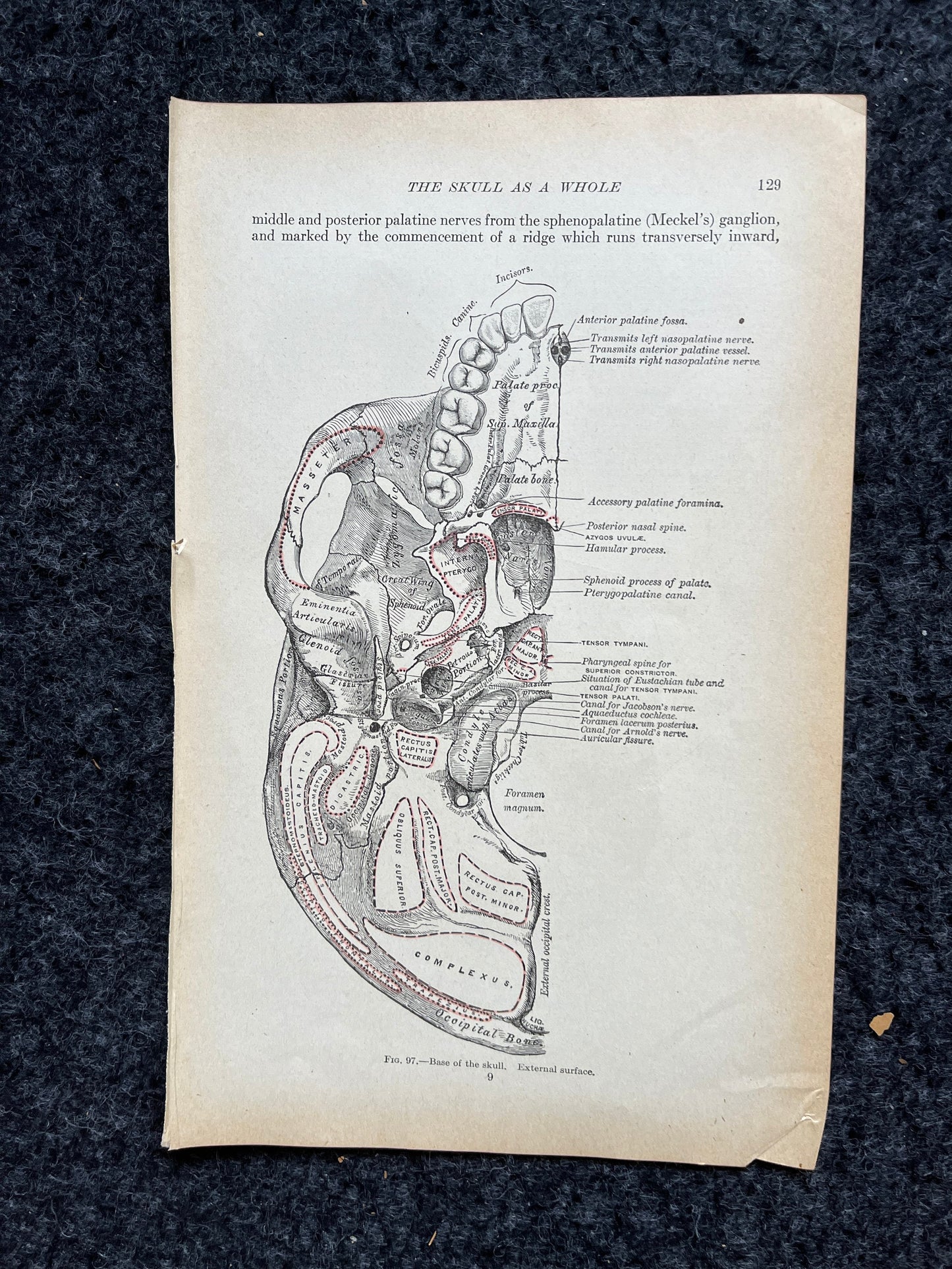 Original 1913 Anatomy Pages of Human Body, Anatomy Physiology Textbook Gifts, Teachers Aid Biology, Heart Brain Lung Art Wall Decoration