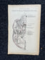 Original 1913 Anatomy Pages of Human Body, Anatomy Physiology Textbook Gifts, Teachers Aid Biology, Heart Brain Lung Art Wall Decoration
