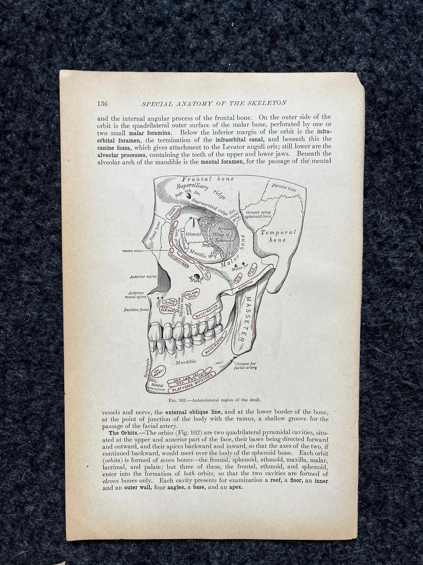 Original 1913 Anatomy Pages of Human Body, Anatomy Physiology Textbook Gifts, Teachers Aid Biology, Heart Brain Lung Art Wall Decoration