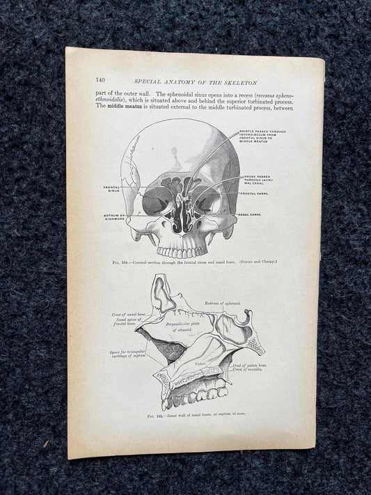 Original 1913 Anatomy Pages of Human Body, Anatomy Physiology Textbook Gifts, Teachers Aid Biology, Heart Brain Lung Art Wall Decoration