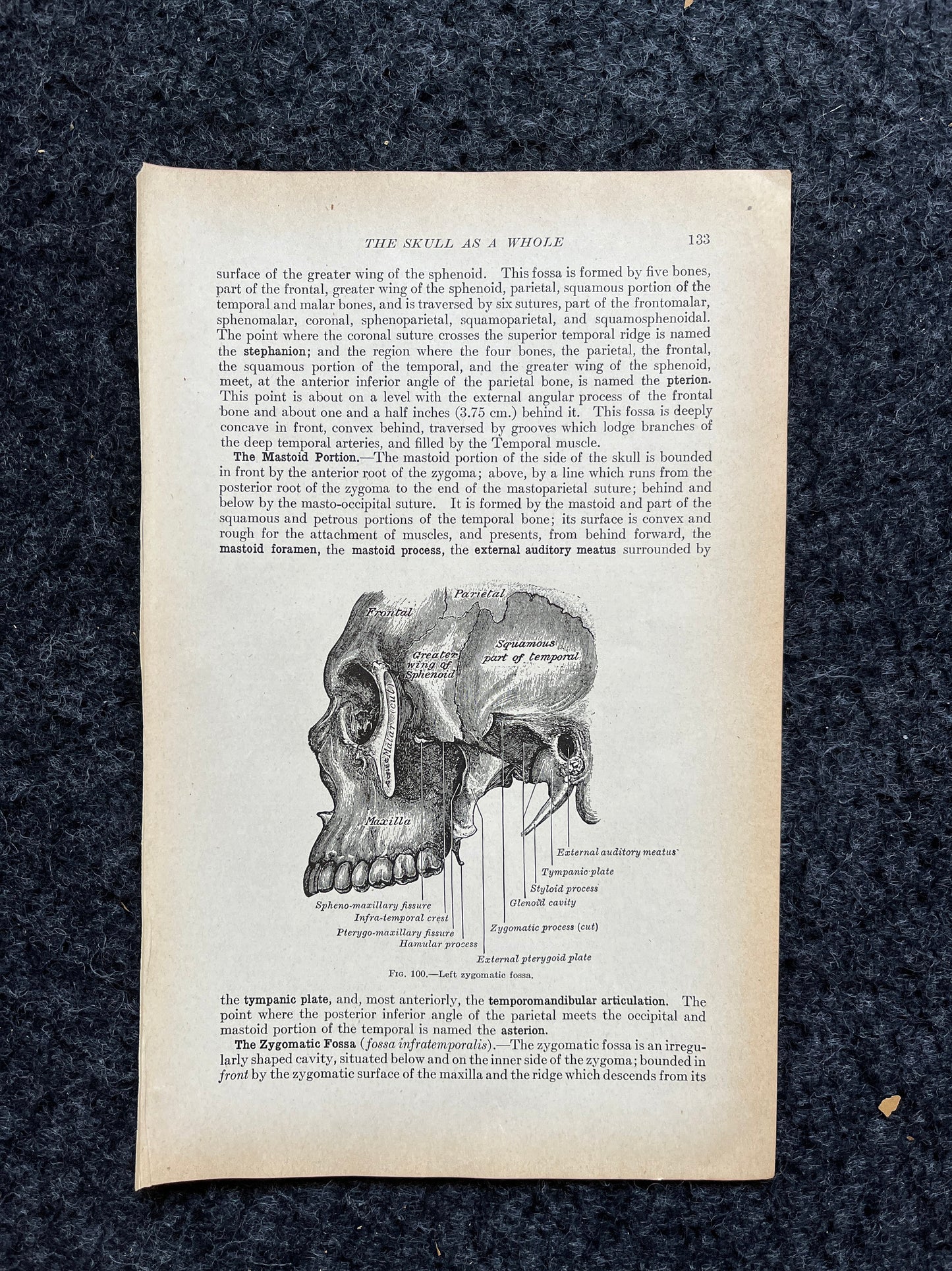 Original 1913 Anatomy Pages of Human Body, Anatomy Physiology Textbook Gifts, Teachers Aid Biology, Heart Brain Lung Art Wall Decoration