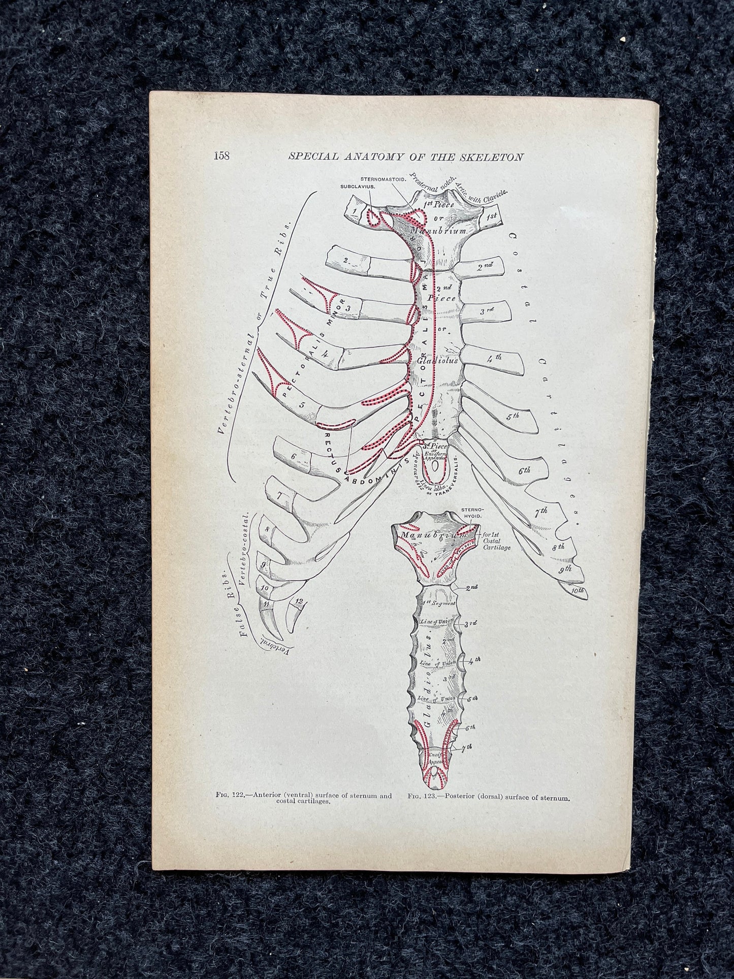 Original 1913 Anatomy Pages of Human Body, Anatomy Physiology Textbook Gifts, Teachers Aid Biology, Heart Brain Lung Art Wall Decoration