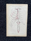Original 1913 Anatomy Pages of Human Body, Anatomy Physiology Textbook Gifts, Teachers Aid Biology, Heart Brain Lung Art Wall Decoration