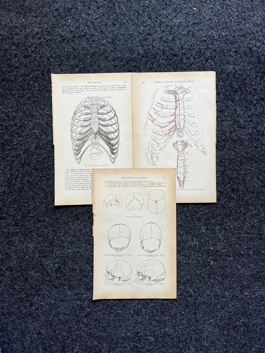 Original 1913 Anatomy Pages of Human Body, Anatomy Physiology Textbook Gifts, Teachers Aid Biology, Heart Brain Lung Art Wall Decoration