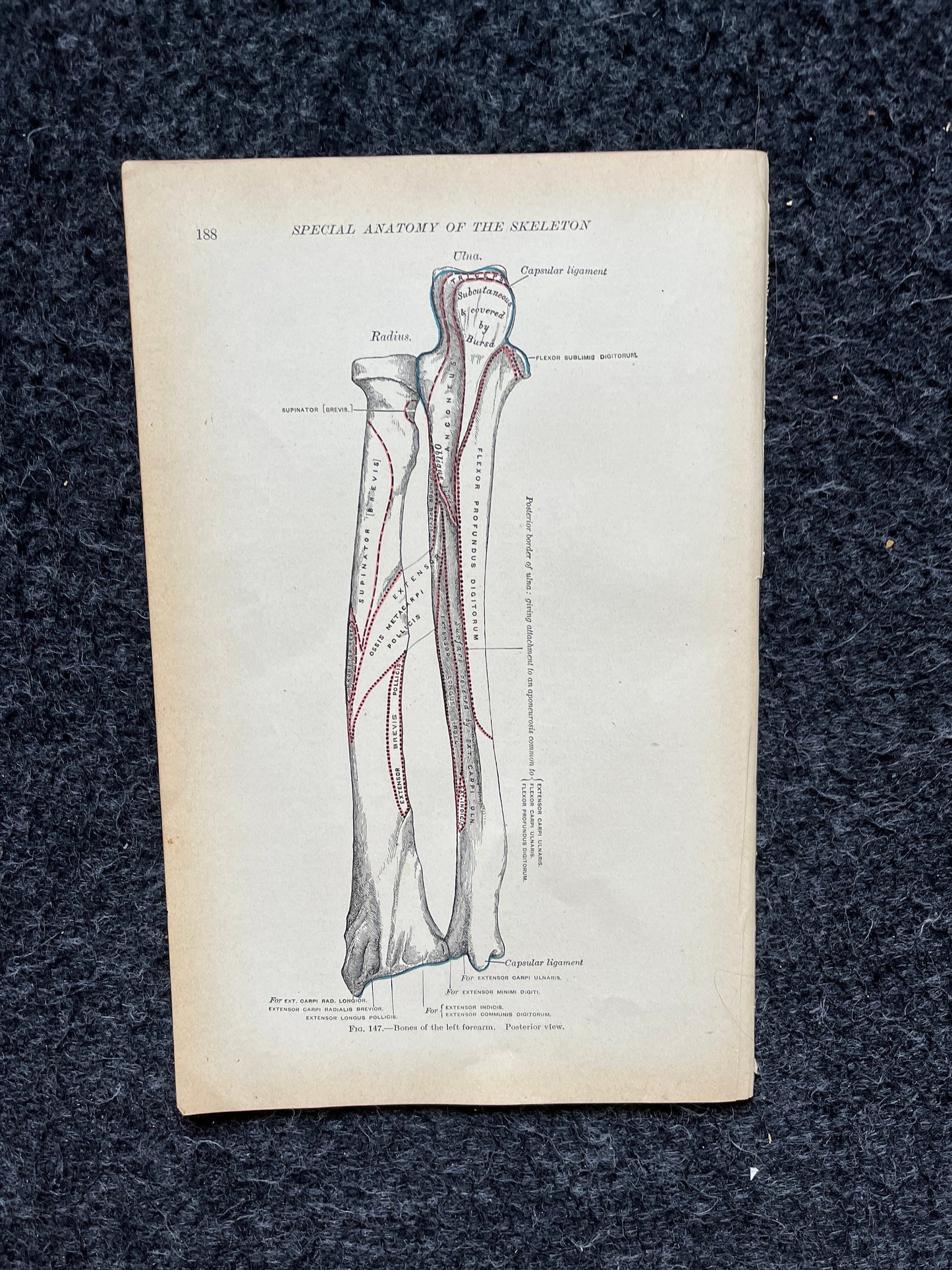 Original 1913 Anatomy Pages of Human Body, Anatomy Physiology Textbook Gifts, Teachers Aid Biology, Heart Brain Lung Art Wall Decoration