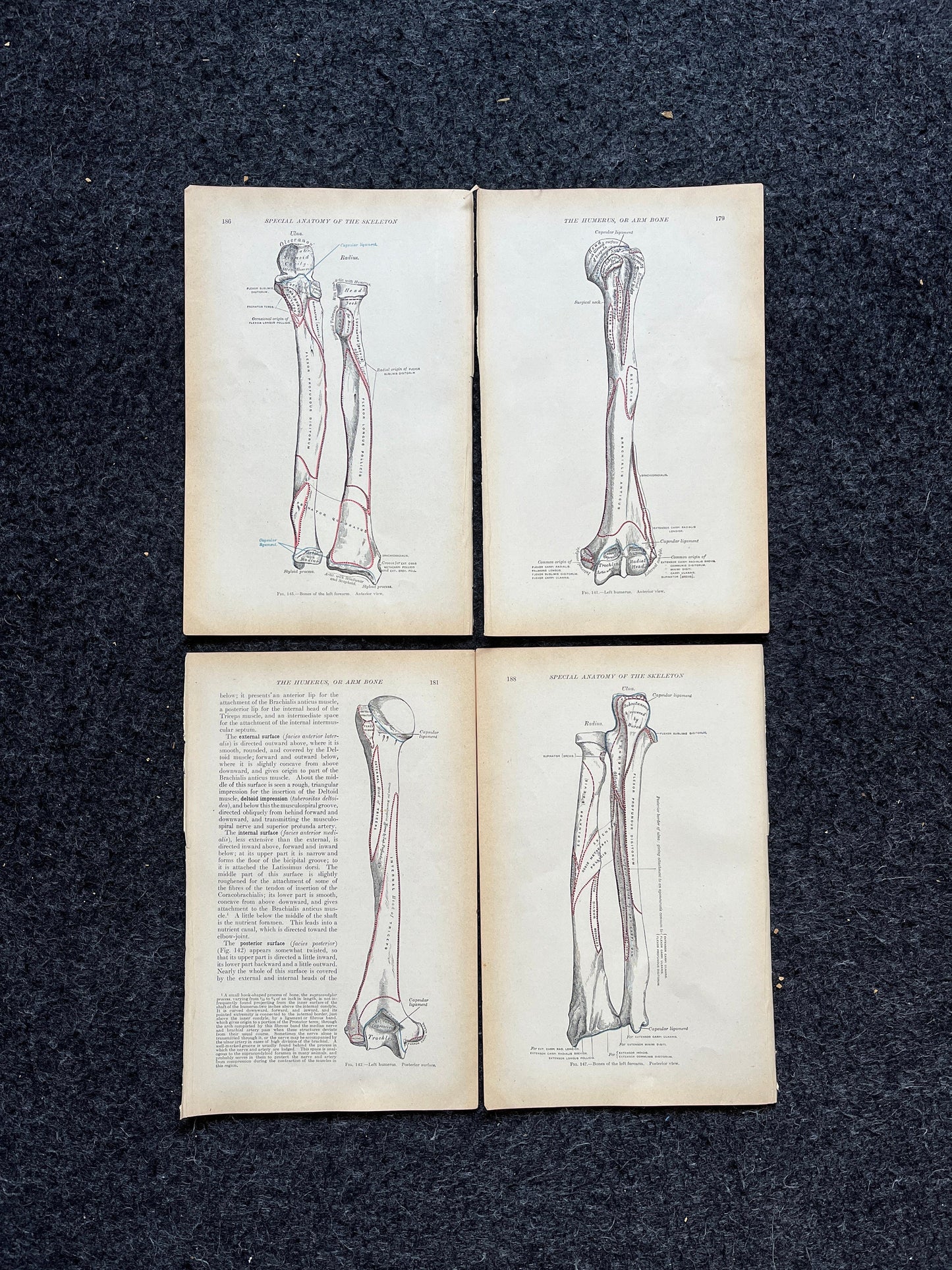 Original 1913 Anatomy Pages of Human Body, Anatomy Physiology Textbook Gifts, Teachers Aid Biology, Heart Brain Lung Art Wall Decoration