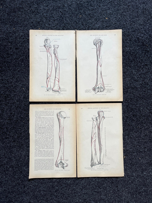 Original 1913 Anatomy Pages of Human Body, Anatomy Physiology Textbook Gifts, Teachers Aid Biology, Heart Brain Lung Art Wall Decoration