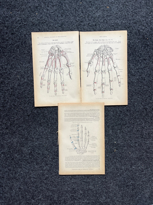Original 1913 Anatomy Pages of Human Body, Anatomy Physiology Textbook Gifts, Teachers Aid Biology, Heart Brain Lung Art Wall Decoration