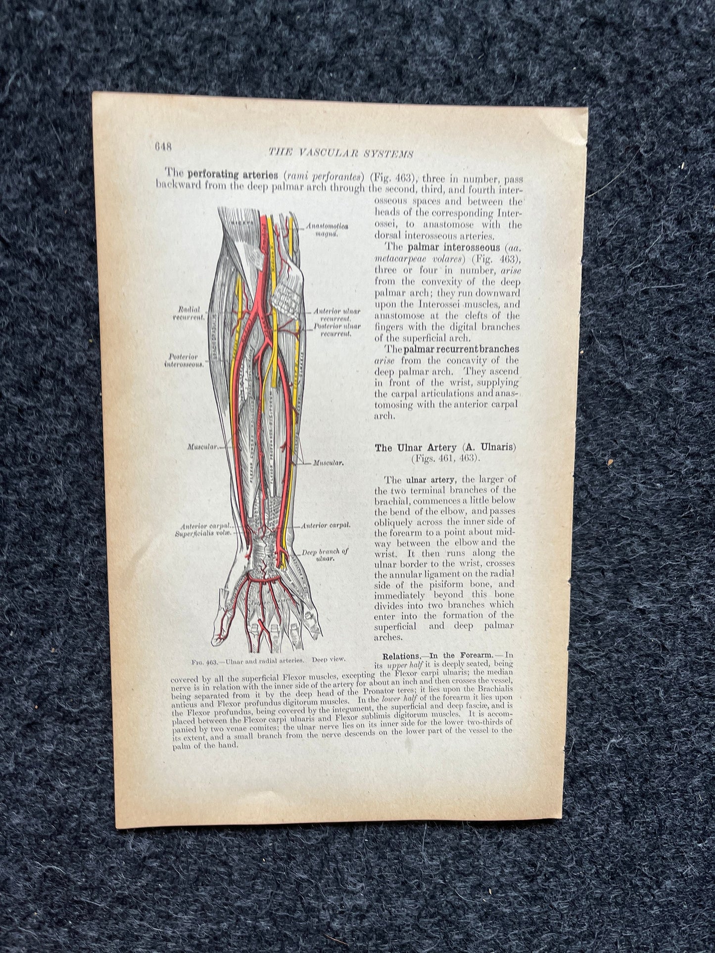 Original 1913 Anatomy Pages of Human Body, Anatomy Physiology Textbook Gifts, Teachers Aid Biology, Heart Brain Lung Art Wall Decoration