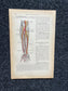 Original 1913 Anatomy Pages of Human Body, Anatomy Physiology Textbook Gifts, Teachers Aid Biology, Heart Brain Lung Art Wall Decoration