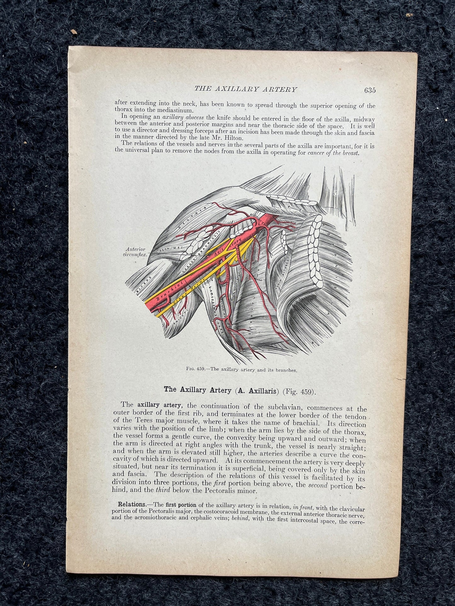 Original 1913 Anatomy Pages of Human Body, Anatomy Physiology Textbook Gifts, Teachers Aid Biology, Heart Brain Lung Art Wall Decoration