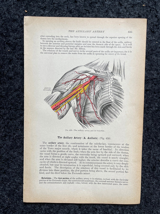 Original 1913 Anatomy Pages of Human Body, Anatomy Physiology Textbook Gifts, Teachers Aid Biology, Heart Brain Lung Art Wall Decoration