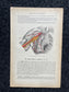 Original 1913 Anatomy Pages of Human Body, Anatomy Physiology Textbook Gifts, Teachers Aid Biology, Heart Brain Lung Art Wall Decoration