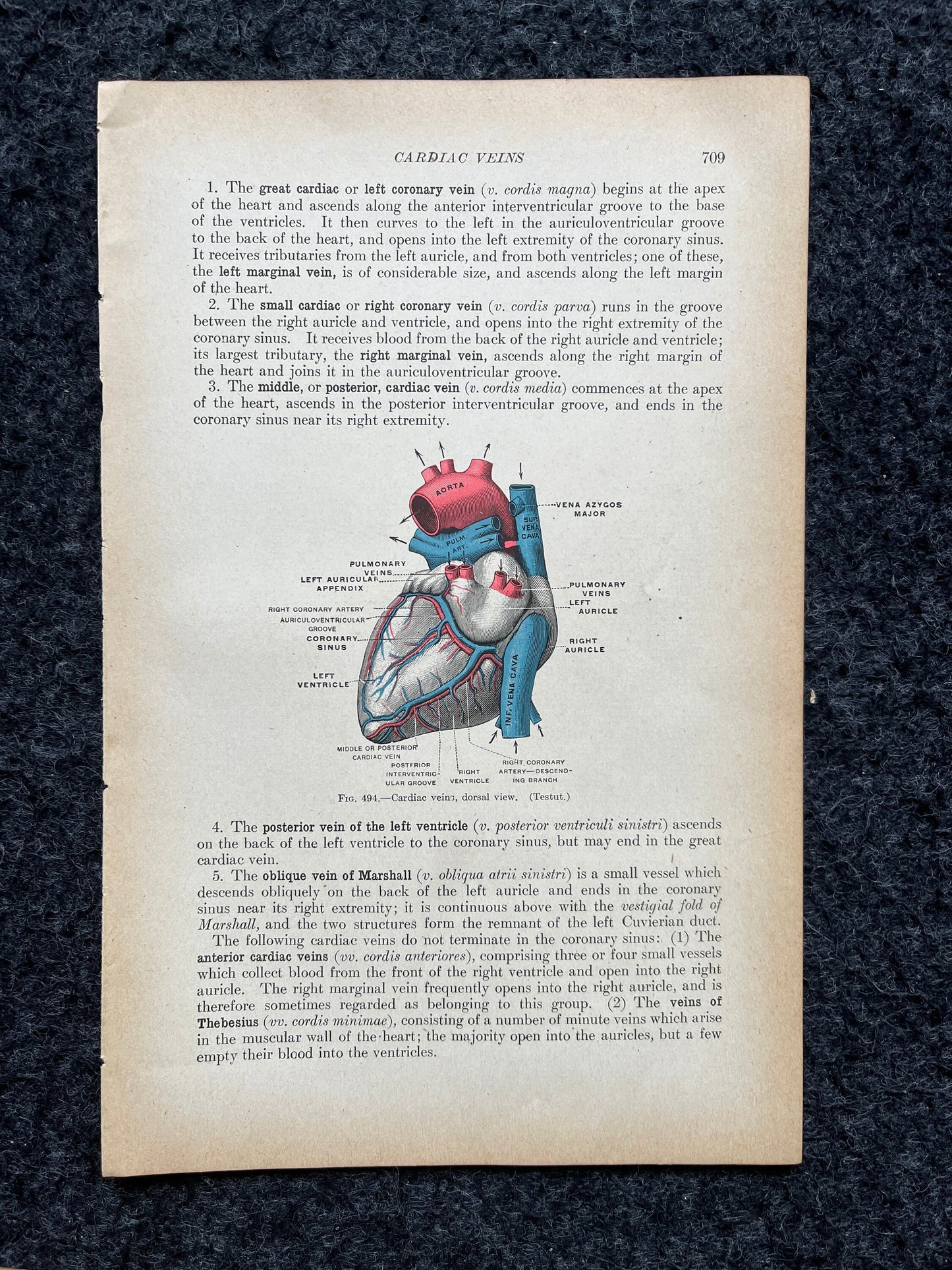 Original 1913 Anatomy Pages of Human Body, Anatomy Physiology Textbook Gifts, Teachers Aid Biology, Heart Brain Lung Art Wall Decoration