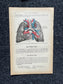 Original 1913 Anatomy Pages of Human Body, Anatomy Physiology Textbook Gifts, Teachers Aid Biology, Heart Brain Lung Art Wall Decoration