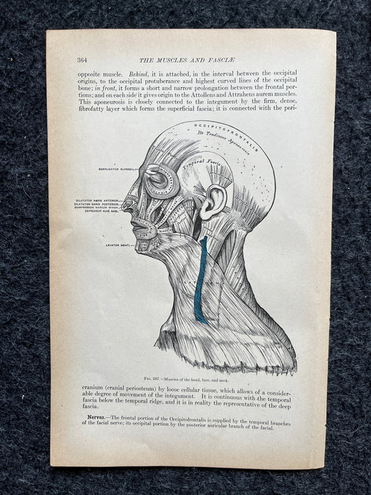 Original 1913 Anatomy Pages of Human Body, Anatomy Physiology Textbook Gifts, Teachers Aid Biology, Heart Brain Lung Art Wall Decoration