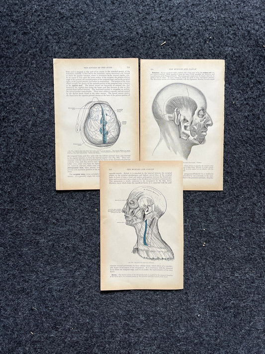 Original 1913 Anatomy Pages of Human Body, Anatomy Physiology Textbook Gifts, Teachers Aid Biology, Heart Brain Lung Art Wall Decoration