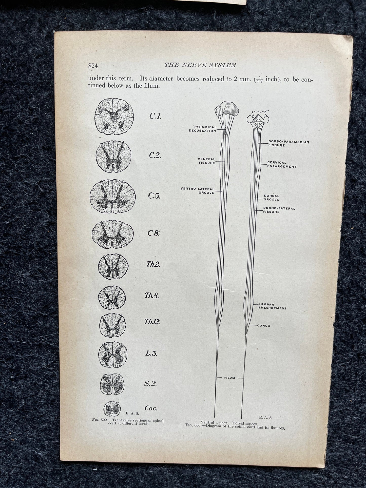 Original 1913 Anatomy Pages of Human Body, Anatomy Physiology Textbook Gifts, Teachers Aid Biology, Heart Brain Lung Art Wall Decoration