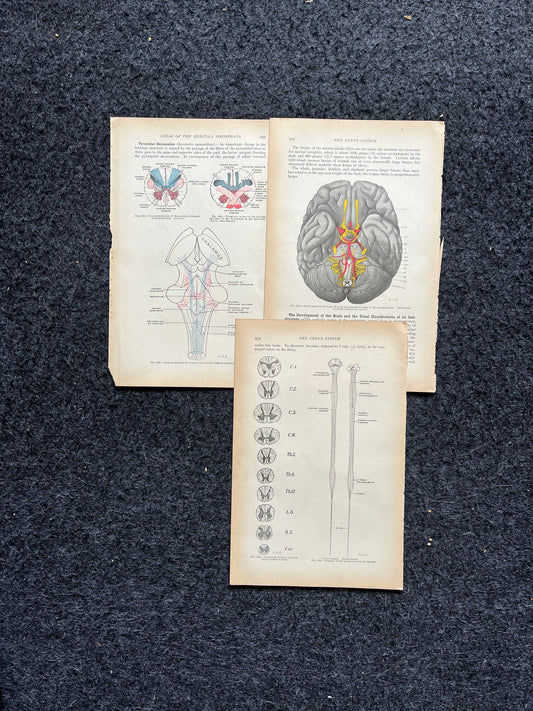 Original 1913 Anatomy Pages of Human Body, Anatomy Physiology Textbook Gifts, Teachers Aid Biology, Heart Brain Lung Art Wall Decoration