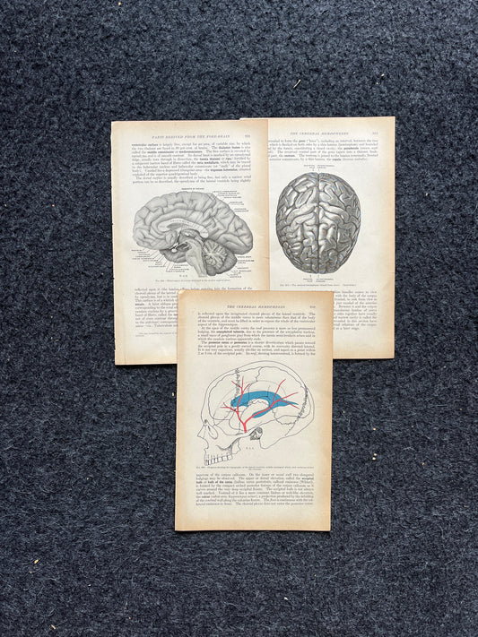 Original 1913 Anatomy Pages of Human Body, Anatomy Physiology Textbook Gifts, Teachers Aid Biology, Heart Brain Lung Art Wall Decoration