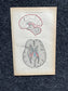Original 1913 Anatomy Pages of Human Body, Anatomy Physiology Textbook Gifts, Teachers Aid Biology, Heart Brain Lung Art Wall Decoration