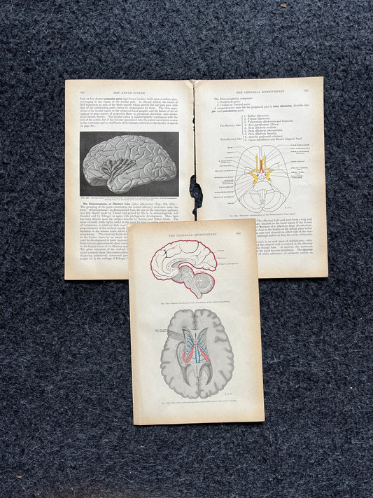 Original 1913 Anatomy Pages of Human Body, Anatomy Physiology Textbook Gifts, Teachers Aid Biology, Heart Brain Lung Art Wall Decoration