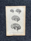 Original 1913 Anatomy Pages of Human Body, Anatomy Physiology Textbook Gifts, Teachers Aid Biology, Heart Brain Lung Art Wall Decoration