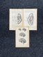 Original 1913 Anatomy Pages of Human Body, Anatomy Physiology Textbook Gifts, Teachers Aid Biology, Heart Brain Lung Art Wall Decoration