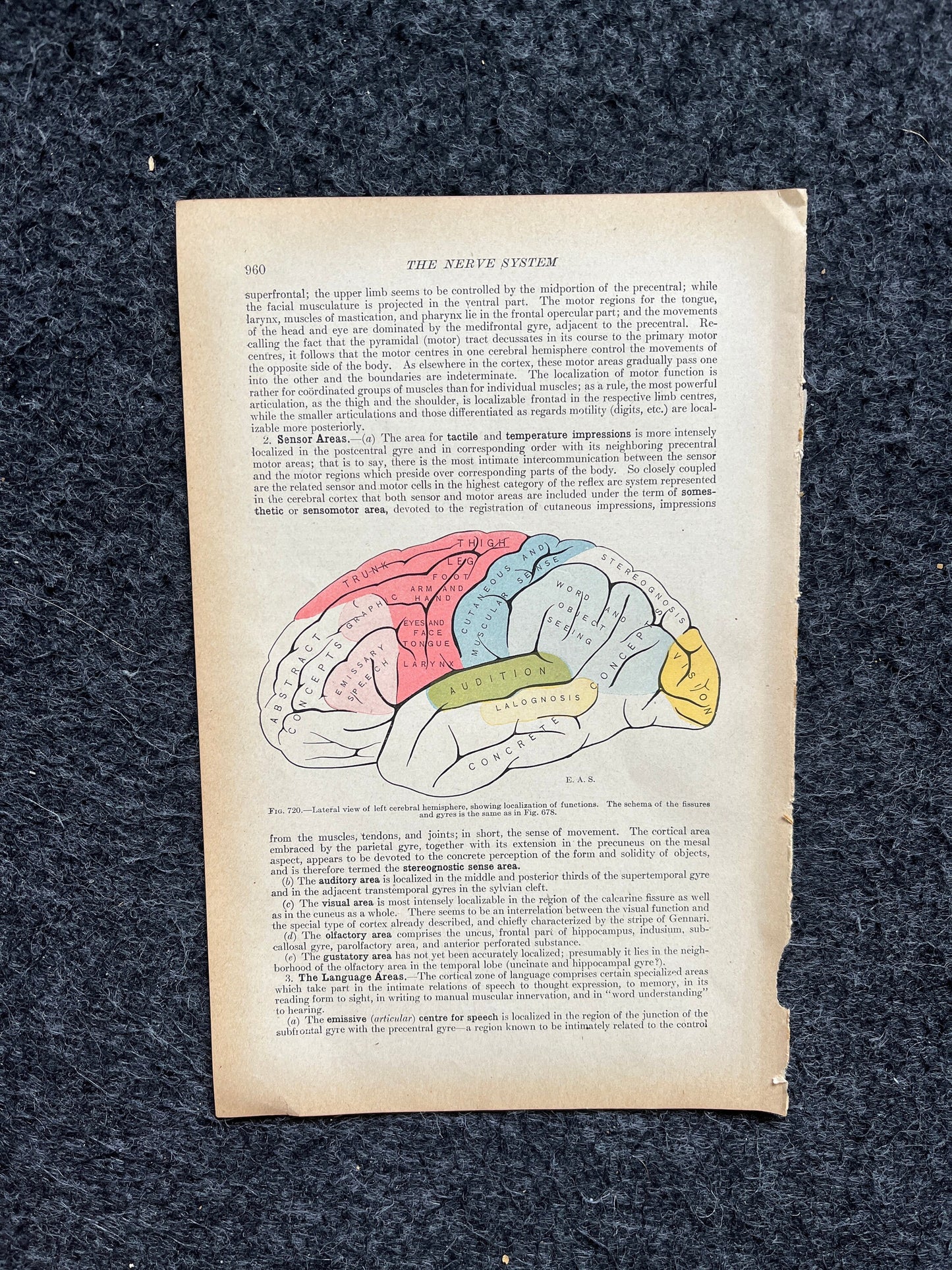 Original 1913 Anatomy Pages of Human Body, Anatomy Physiology Textbook Gifts, Teachers Aid Biology, Heart Brain Lung Art Wall Decoration