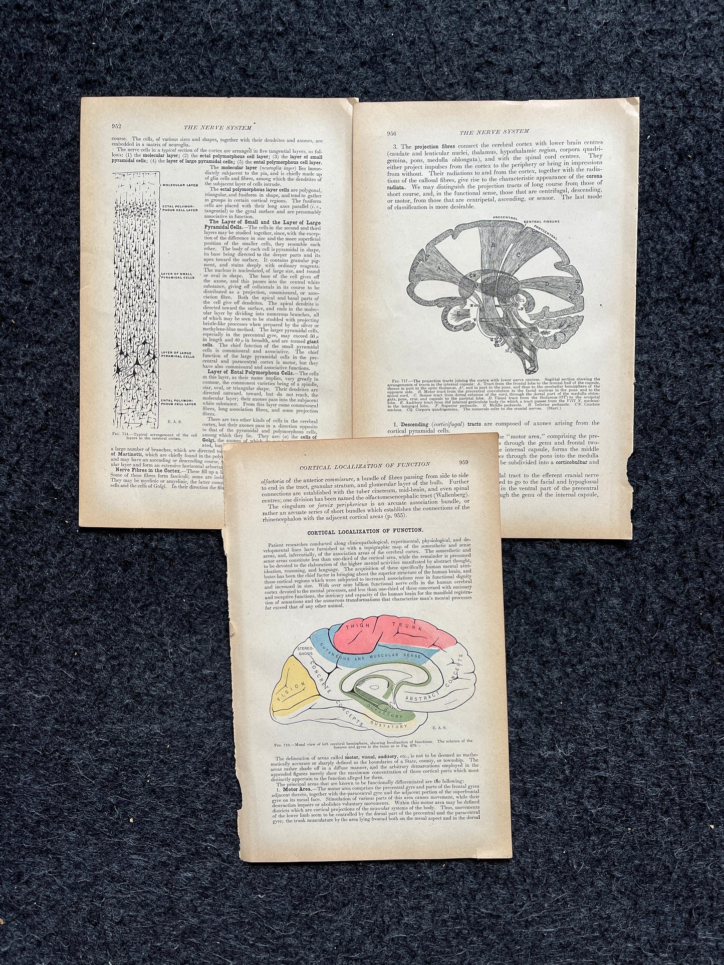 Original 1913 Anatomy Pages of Human Body, Anatomy Physiology Textbook Gifts, Teachers Aid Biology, Heart Brain Lung Art Wall Decoration