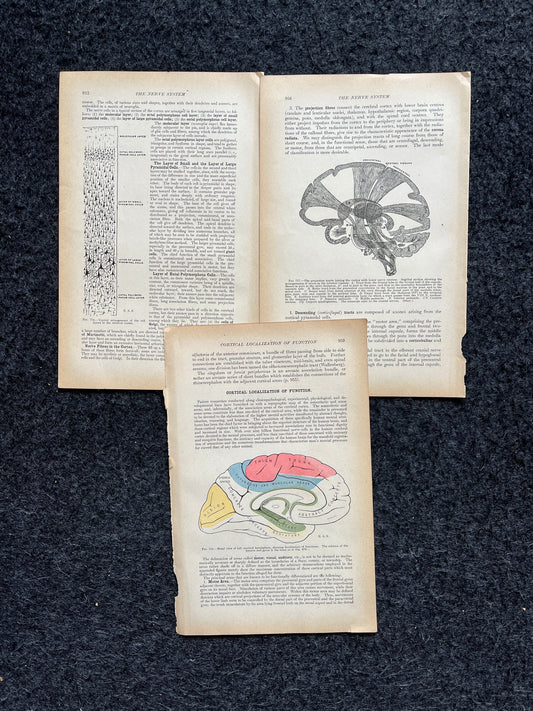 Original 1913 Anatomy Pages of Human Body, Anatomy Physiology Textbook Gifts, Teachers Aid Biology, Heart Brain Lung Art Wall Decoration
