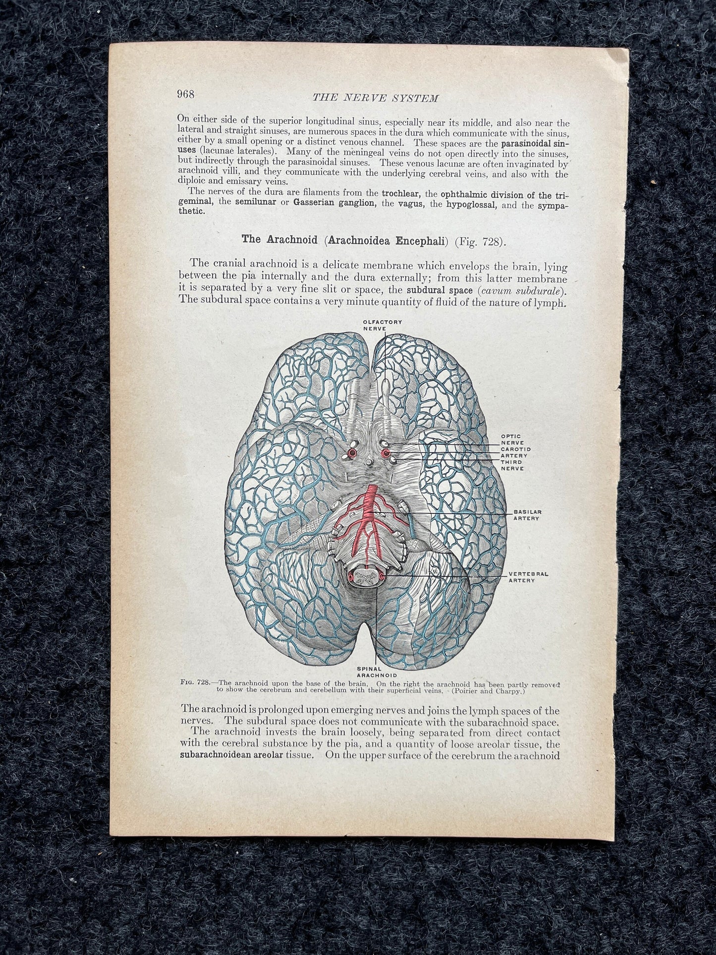 Original 1913 Anatomy Pages of Human Body, Anatomy Physiology Textbook Gifts, Teachers Aid Biology, Heart Brain Lung Art Wall Decoration