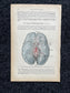Original 1913 Anatomy Pages of Human Body, Anatomy Physiology Textbook Gifts, Teachers Aid Biology, Heart Brain Lung Art Wall Decoration