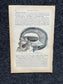 Original 1913 Anatomy Pages of Human Body, Anatomy Physiology Textbook Gifts, Teachers Aid Biology, Heart Brain Lung Art Wall Decoration