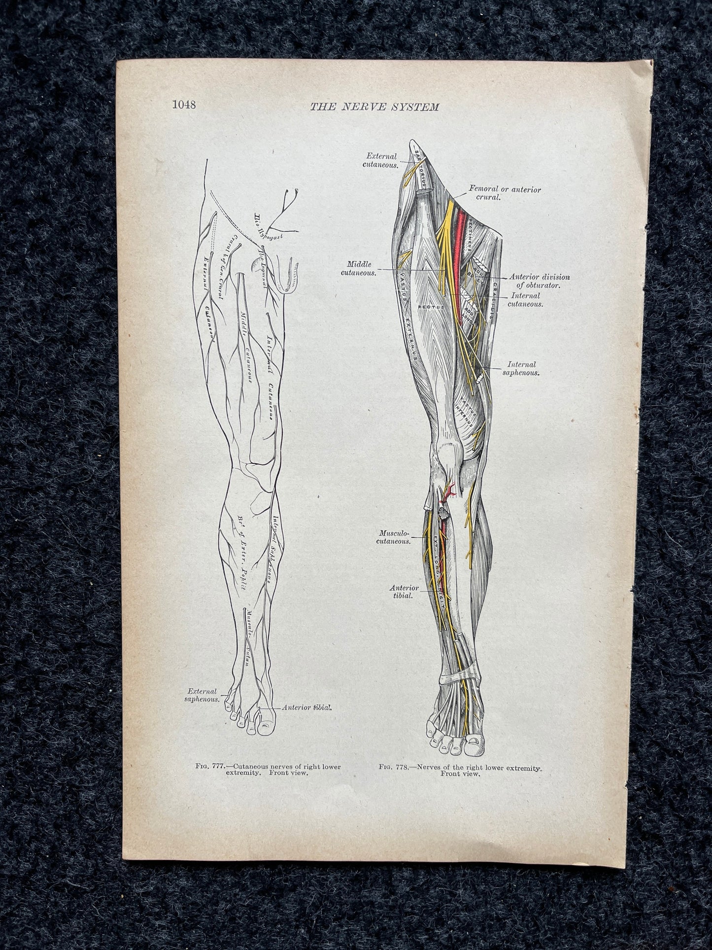 Original 1913 Anatomy Pages of Human Body, Anatomy Physiology Textbook Gifts, Teachers Aid Biology, Heart Brain Lung Art Wall Decoration