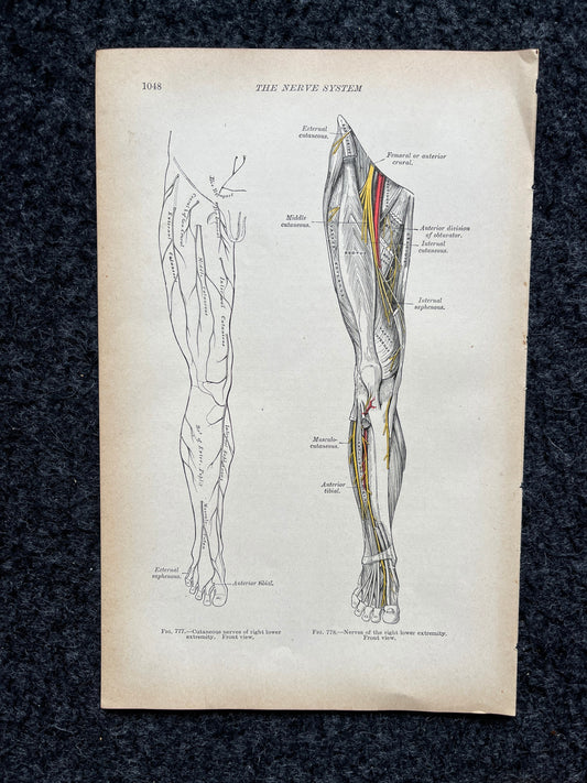 Original 1913 Anatomy Pages of Human Body, Anatomy Physiology Textbook Gifts, Teachers Aid Biology, Heart Brain Lung Art Wall Decoration