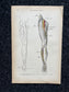 Original 1913 Anatomy Pages of Human Body, Anatomy Physiology Textbook Gifts, Teachers Aid Biology, Heart Brain Lung Art Wall Decoration