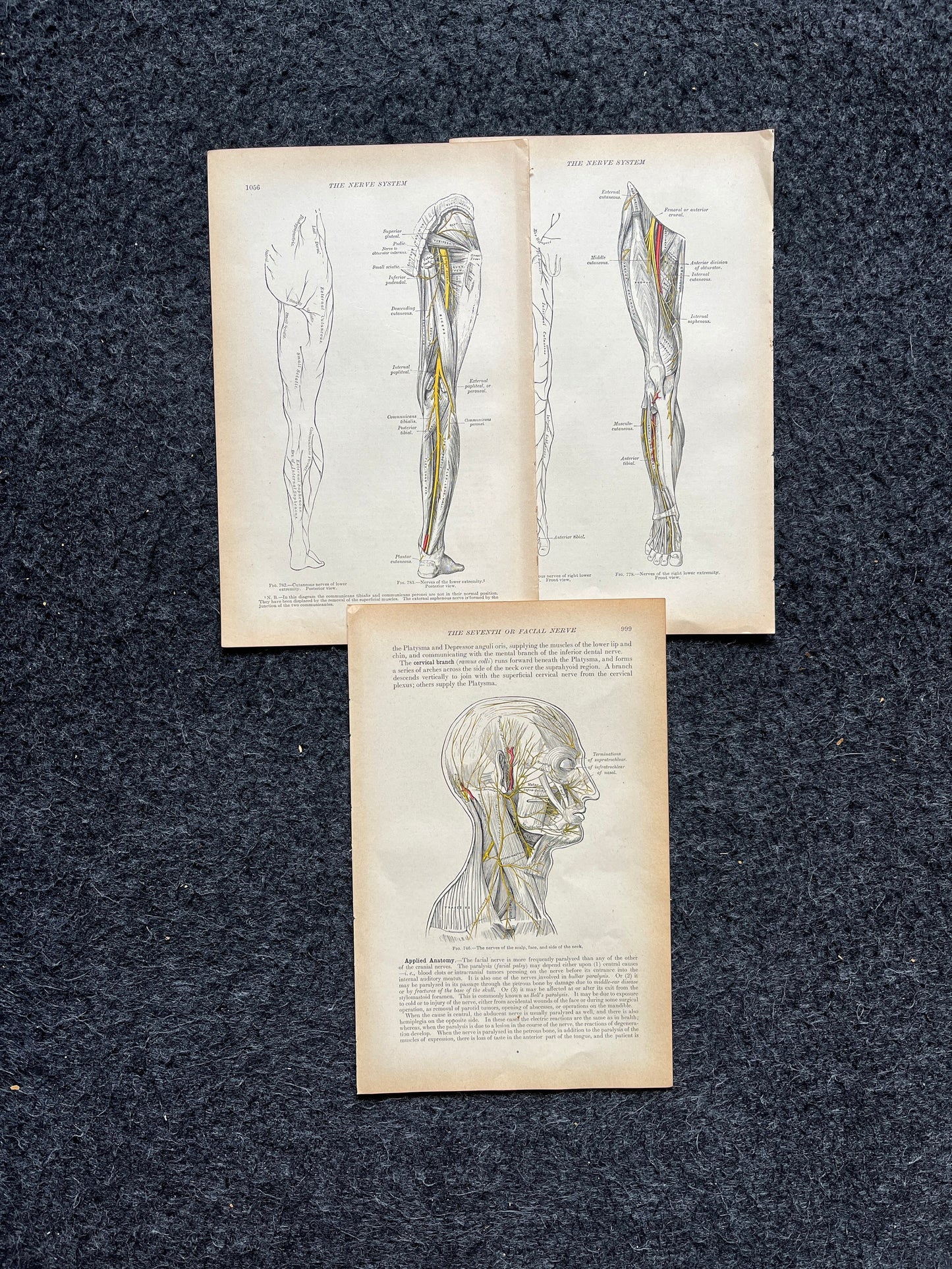 Original 1913 Anatomy Pages of Human Body, Anatomy Physiology Textbook Gifts, Teachers Aid Biology, Heart Brain Lung Art Wall Decoration