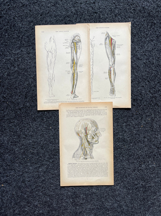Original 1913 Anatomy Pages of Human Body, Anatomy Physiology Textbook Gifts, Teachers Aid Biology, Heart Brain Lung Art Wall Decoration