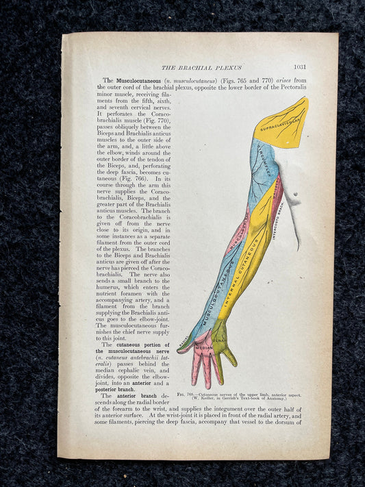 Original 1913 Anatomy Pages of Human Body, Anatomy Physiology Textbook Gifts, Teachers Aid Biology, Heart Brain Lung Art Wall Decoration